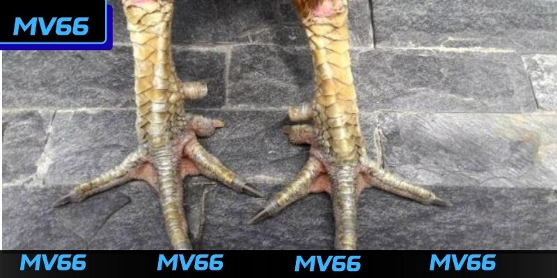 Những lưu ý về cách chọn vảy gà đá 